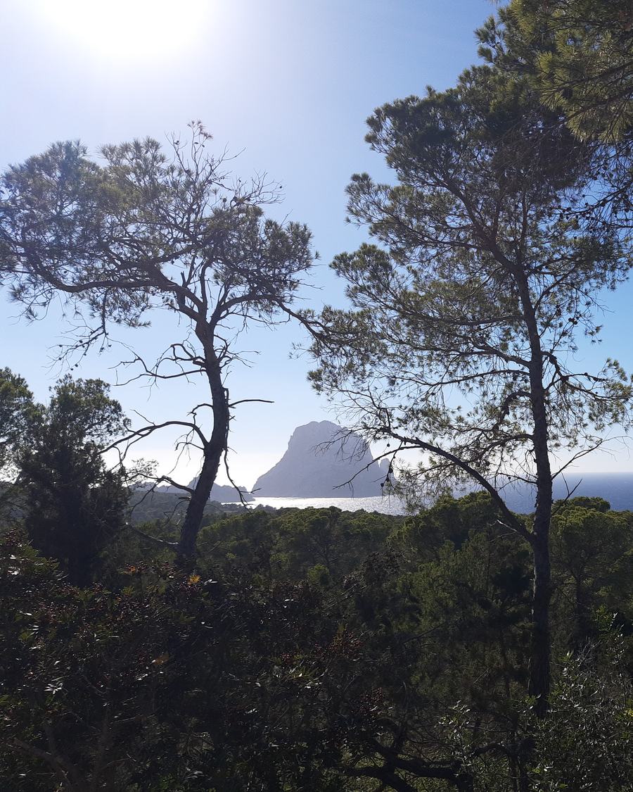 The rock island of Es Vedr&agrave; off Ibiza, seen through pine trees